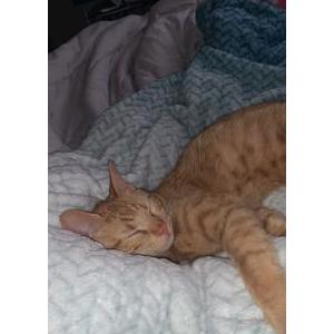 Image of Cheddar, Lost Cat