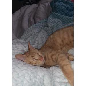 Lost Cat Cheddar