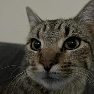 Image of Nala, Lost Cat