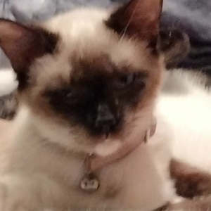 Image of Little One, Lost Cat