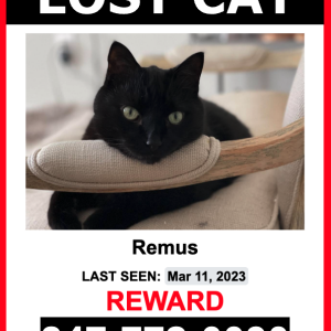 Lost Cat Remus