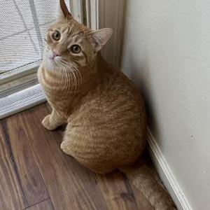 Image of Meech/Micho, Lost Cat