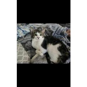 Image of Tails, Lost Cat