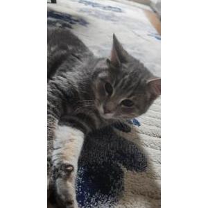 Image of Dudush, Lost Cat