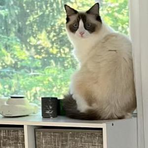 Image of Pandora, Lost Cat