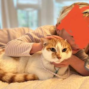 Image of Louie, Lost Cat