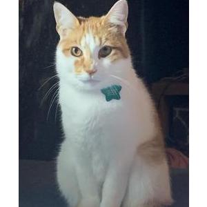 2nd Image of Louie, Lost Cat