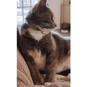 Image of Winnie, Lost Cat