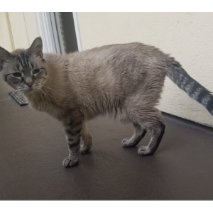 Image of Kot, Lost Cat