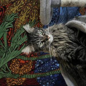 Image of Junebug, Lost Cat