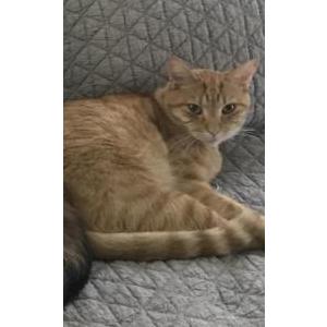 Image of Taco, Lost Cat