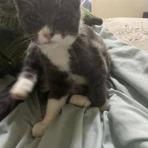 Image of LaLa, Lost Cat