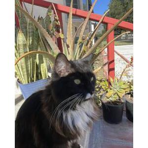 Lost Cat Bigotes