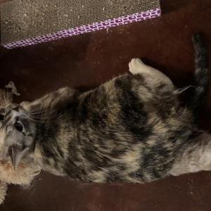 Image of Unknown, Found Cat