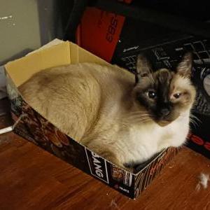 Image of Zio, Lost Cat
