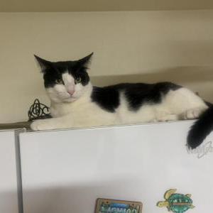 Lost Cat Pepe, white & black