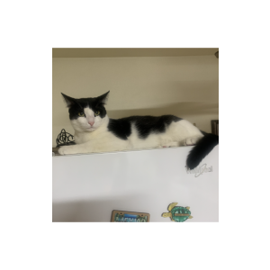 Image of Pepe, Lost Cat