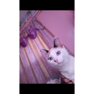 Image of Mina, Lost Cat