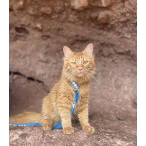 Image of Jack Jack, Lost Cat