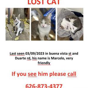 Lost Cat Unknown