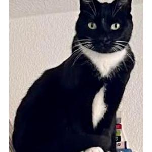 Image of Pipa, Lost Cat