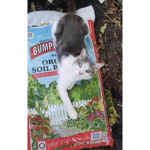 Image of Bert, Lost Cat