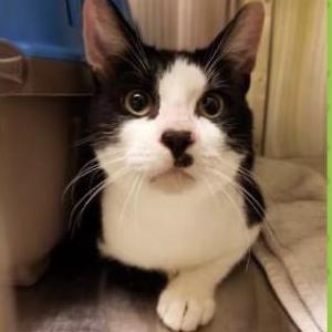 Image of Mischief, Lost Cat