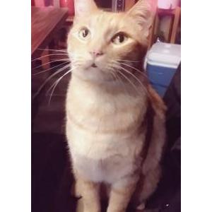 Lost Cat Tiger