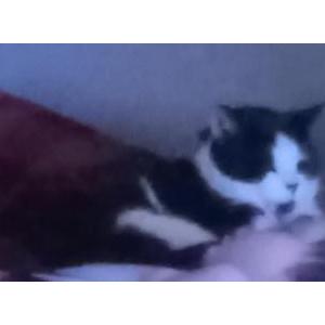 Image of Oreo, Lost Cat