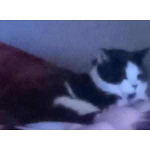 Lost Cat Oreo