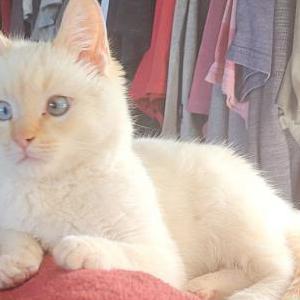 Image of Cyrus, Lost Cat