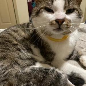 Lost Cat Richard