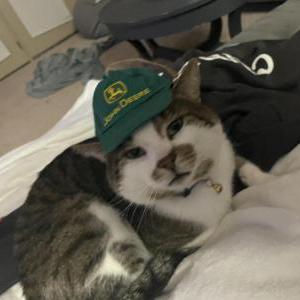 Lost Cat Richard