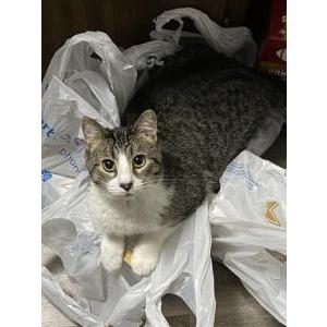 Image of Luke, Lost Cat