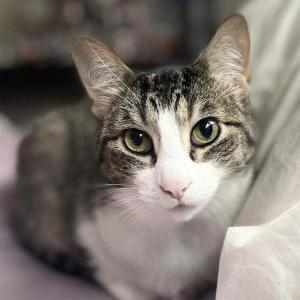Image of Leia, Lost Cat