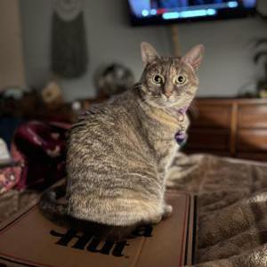 Image of Aspen, Lost Cat