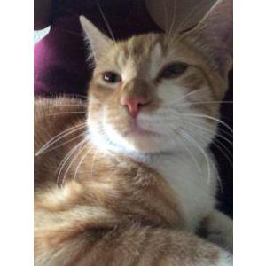 Image of unsure, Found Cat