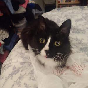 Image of Boots, Lost Cat