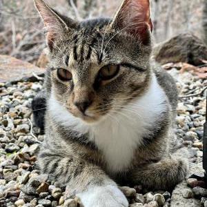 Image of Lynx, Lost Cat
