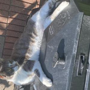 Image of Misa, Lost Cat