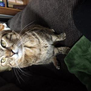 Image of Loki, Lost Cat