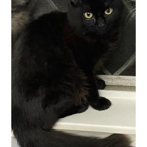 Image of Nito, Lost Cat