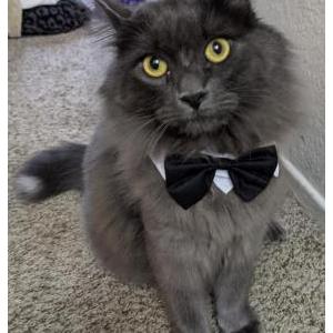 Image of Spirit, Lost Cat