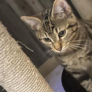 Image of Jackson, Lost Cat