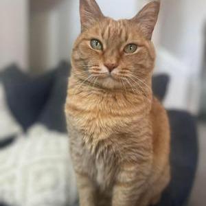 Lost Cat Storm