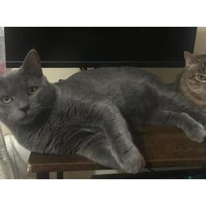 Image of biscuit, Lost Cat