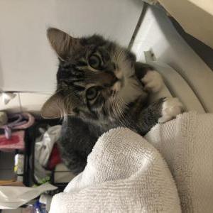 Image of Wybie, Lost Cat