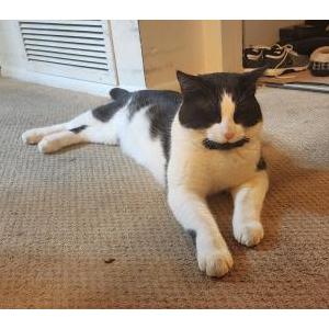 Lost Cat Jack/Mr White 