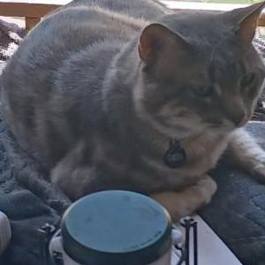 Image of Carl, Lost Cat