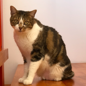 Image of Hobiecat, Lost Cat